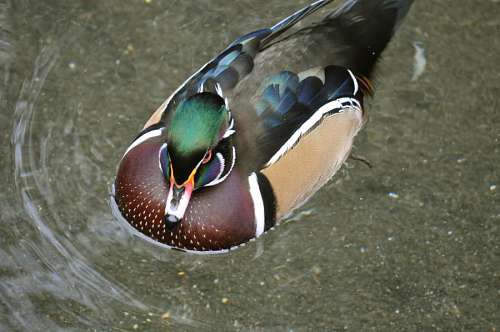 Duck on the lake
