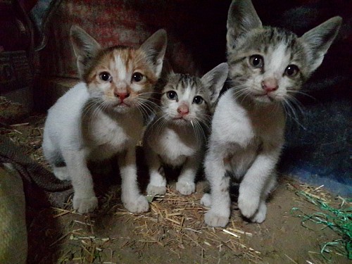 homelessness  Kittens left in the street