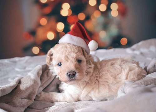 christmastime Cute little puppy with Christmas hat