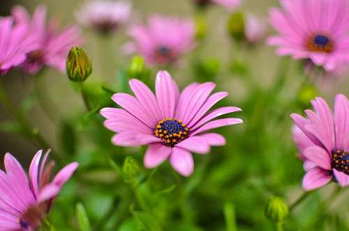 Purple Osteospermum