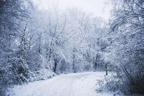 Snowy street in the forest