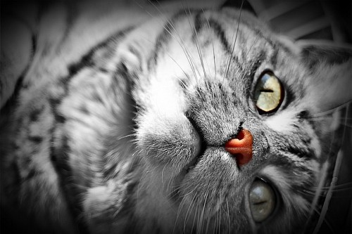  Charming kitten lying in black and white