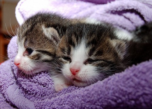 Adorable Newborn Kittens Covered in Violet Blanket