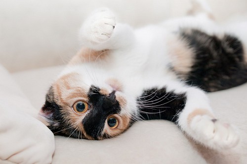  Funny tricolor kitten playing