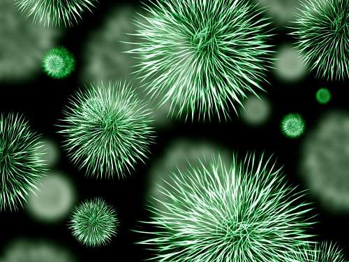 Bacterium