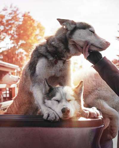 A person stroking his dog lovingly