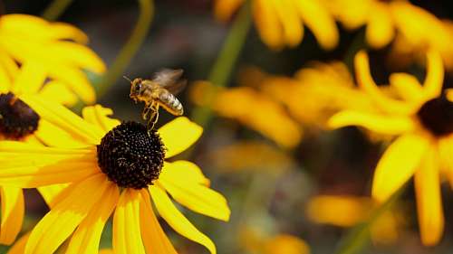 bee