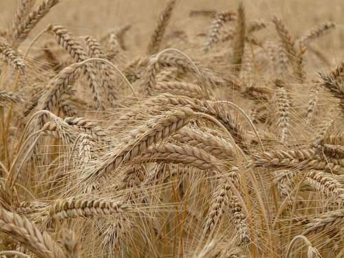 spiked Wheat spike