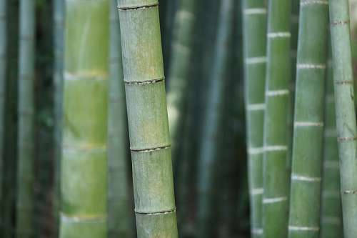 bamboo Bamboo Forest