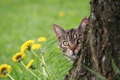  Kitten leaning behind the tree