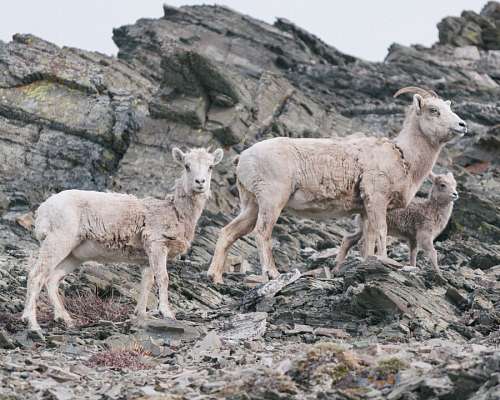 Mountain goats
