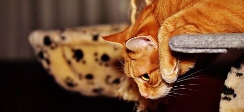 Cat playing about to jump