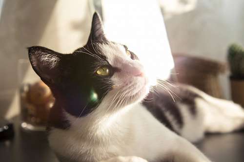 sunbeam Cat resting with sunbeam