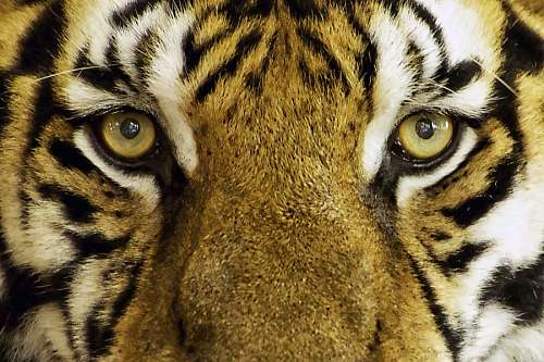 Tiger face