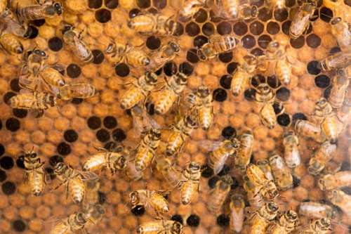 hiv Honeycomb