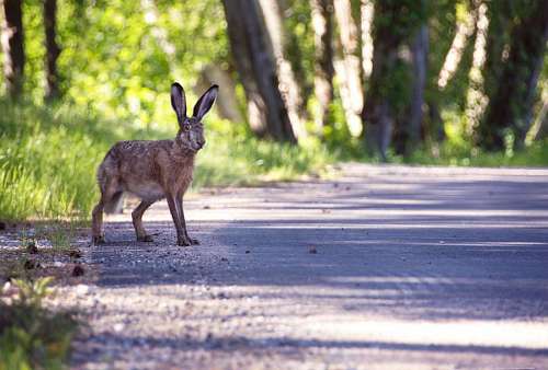 hare hare