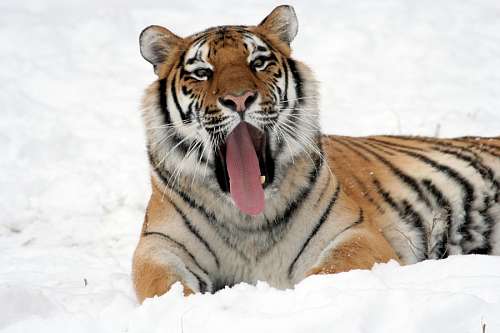 tongue Tiger