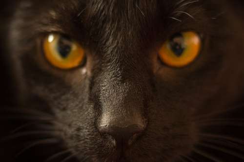 witch Black cat
