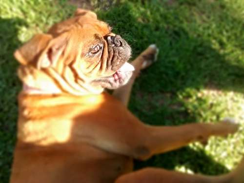 boxers 