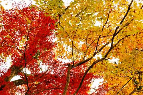 sunset, background, background, autumn, leaf, leav