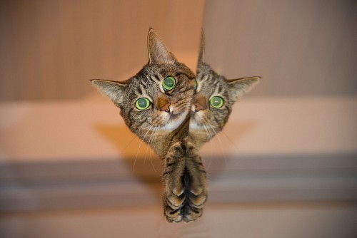 hidden-world  Naughty cat behind the mirror