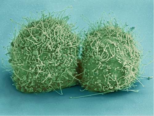antibiotic virus