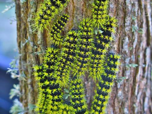 worm Caterpillar