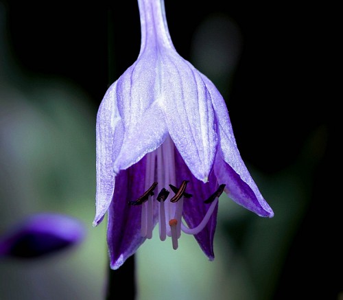 erection Hosta violet flower