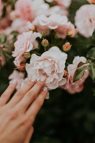Nails flower pink 