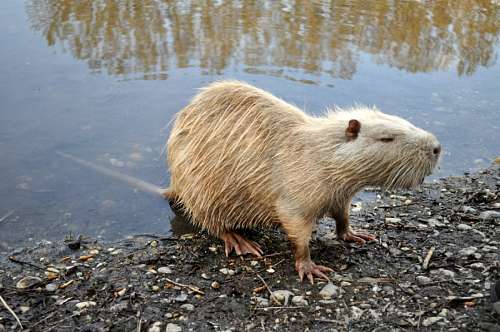 Capybara coming out of the water