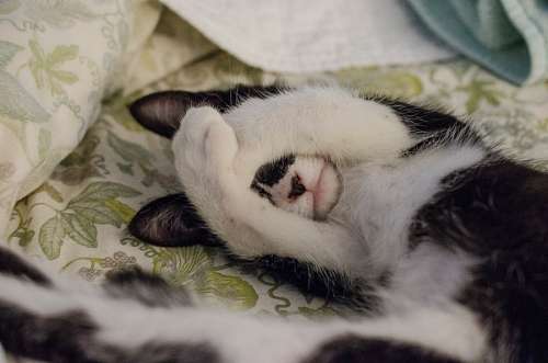 cute white kittens