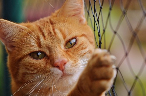 Playful cat climbing the fence