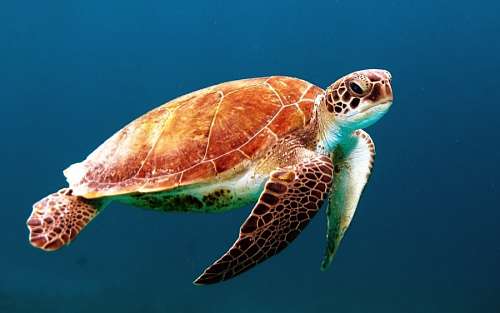 Marine Tortoise