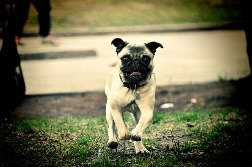 pug 