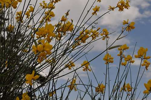 Yellow Flowers