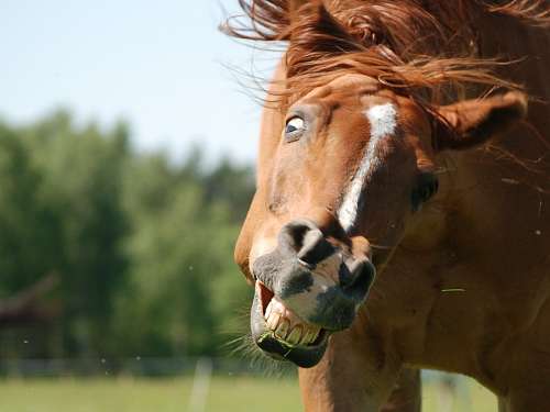 teeth Horse