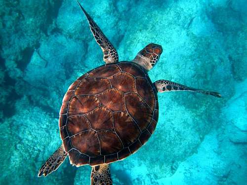 torte Sea turtle
