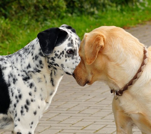 loving-couple Dogs with faces facing each other