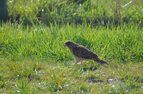 One Animal, Bird, Tero 