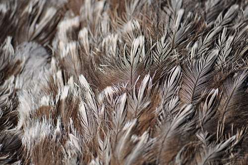 Ostrich