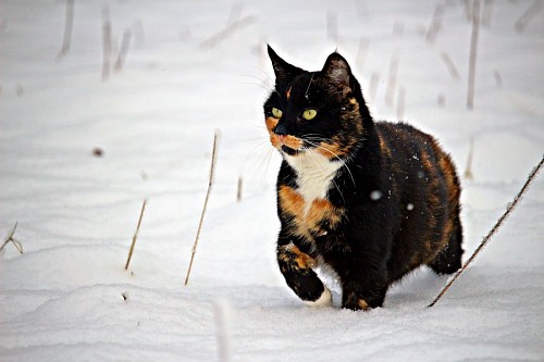 luck  Lucky cat tricolor lurking in the snow