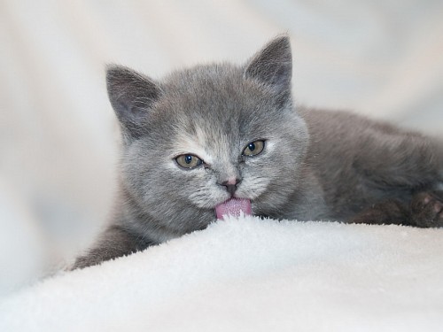  Baby kitten licking its blanket