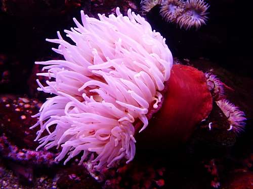 invertebrate Sea anemone