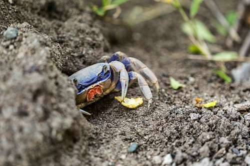 panama Crab