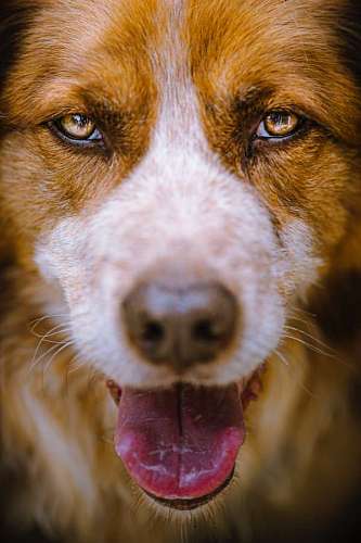 van-vehicle Portrait of a brown dog looking at the camera