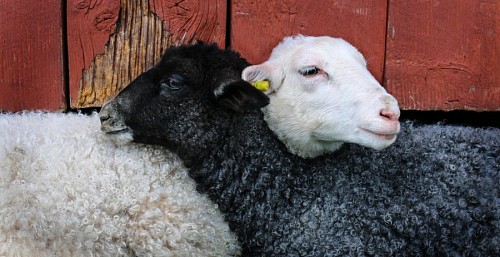 Adorable lambs