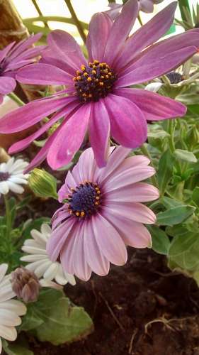 gerbera Flower, flowers, gerberas, garden flower pot 