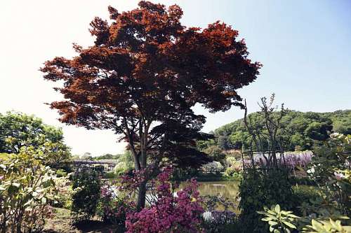 uk Colorful Japanese trees.