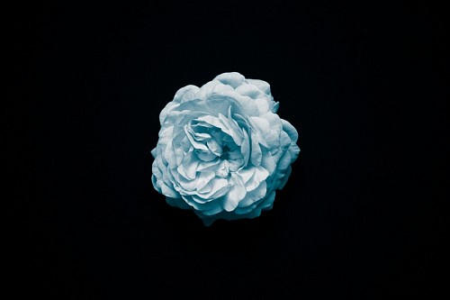 Celestial flower wallpaper