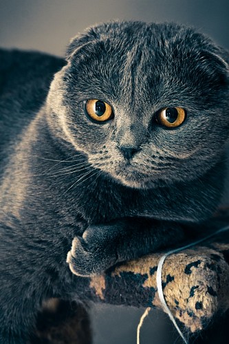 Sympathetic gray kitten with penetrating golden gaze